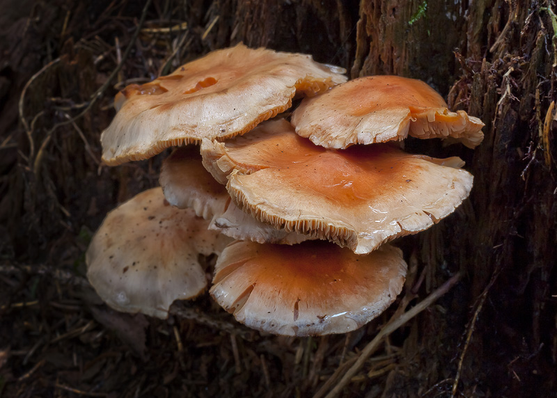 Pholiota astragalina